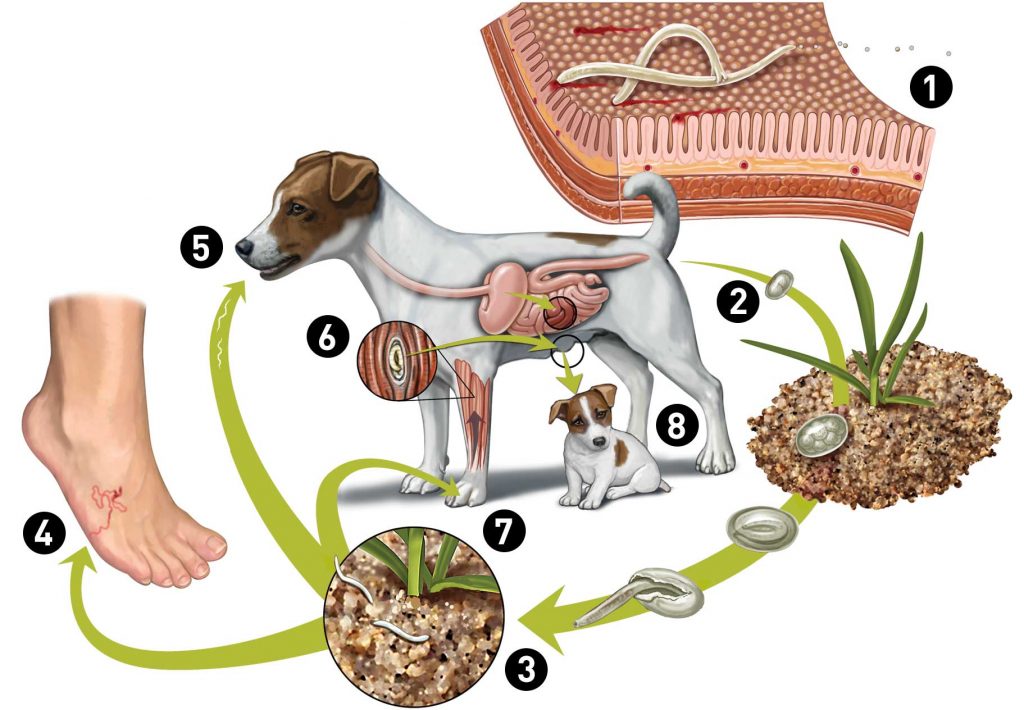 cum să scoți viermi dintr un labrador unde să mergi cu negi genitale