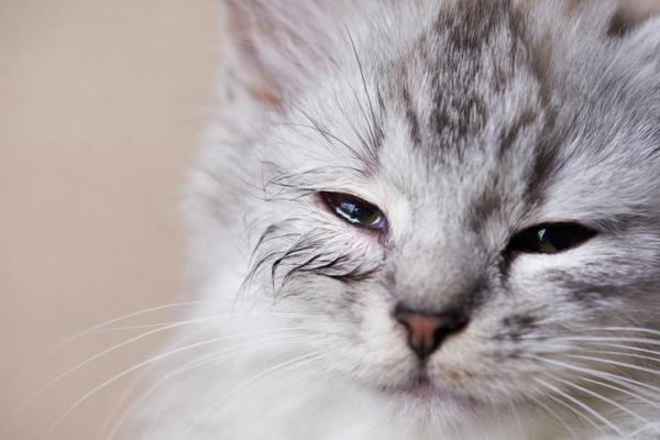 Cele mai frecvente boli de ochi la pisici și cum se tratează