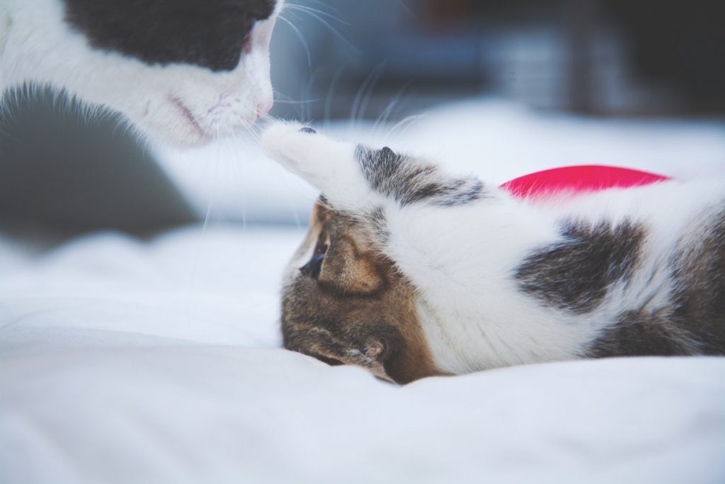 Cat Dureaza O Perfuzie Cati pui face pisica si cat dureaza gestatia - ThePetClub