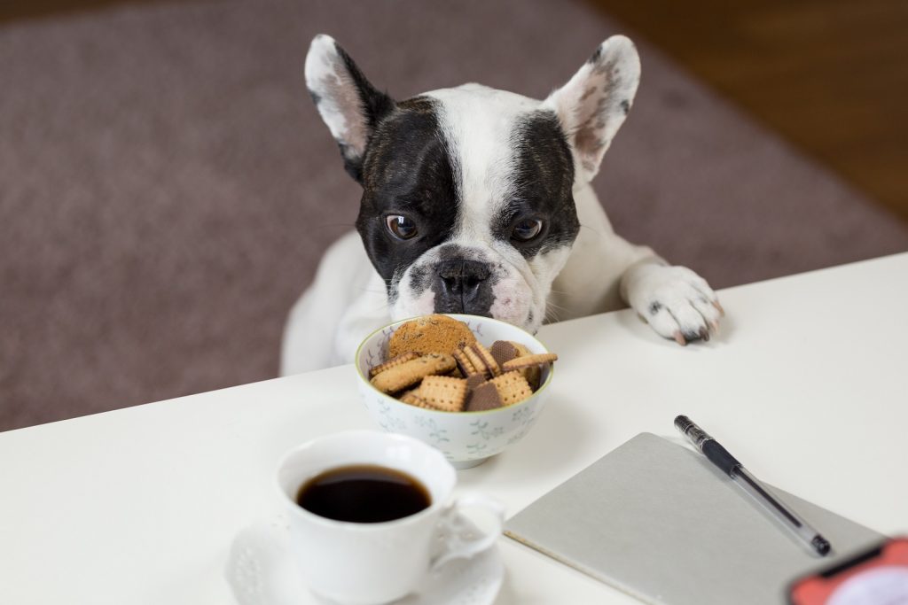 Caine bulldog francez alb cu negru langa un bol cu biscuiti cu ciocolată și o ceasca de cafea