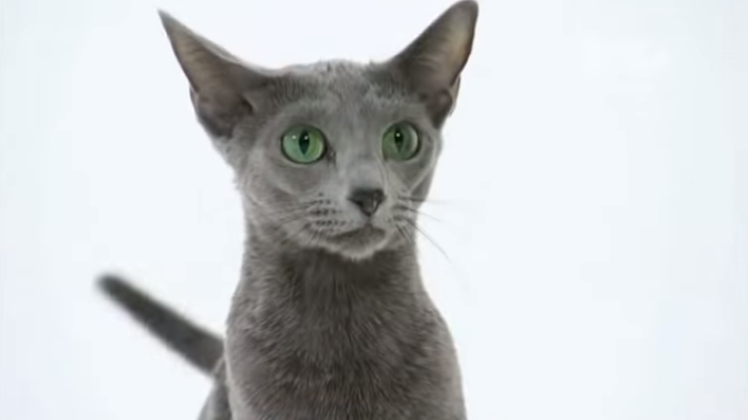 pisici care nu lasa par - Albastru de Rusia