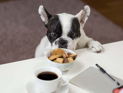 bulldog care fura biscuiti cu ciocolata dintr-un blol asezat pe masa
