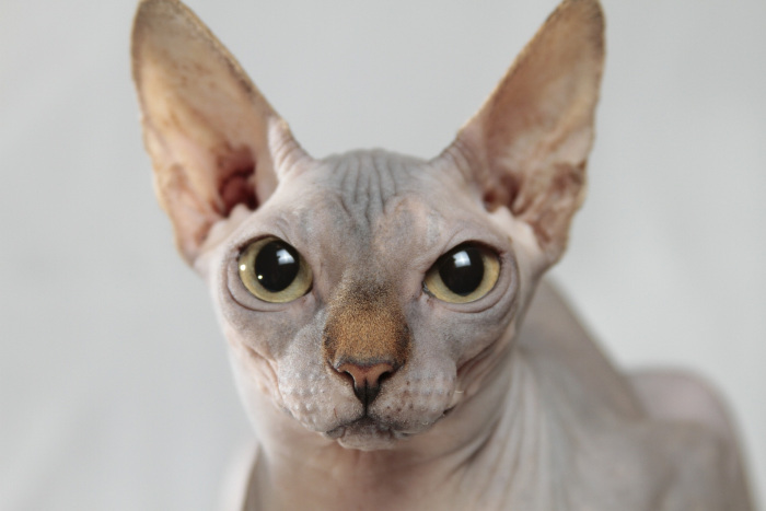 portret pisica sfinx