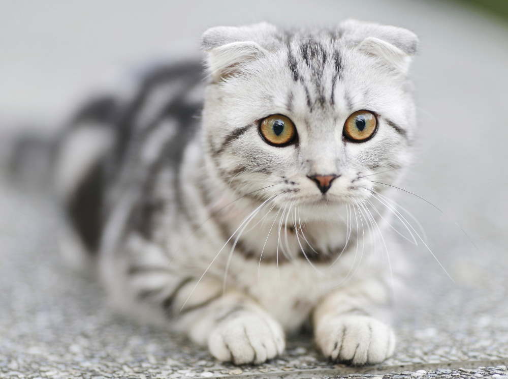 pisica gri cu alb si urechi mici care sta intinsa pe covor