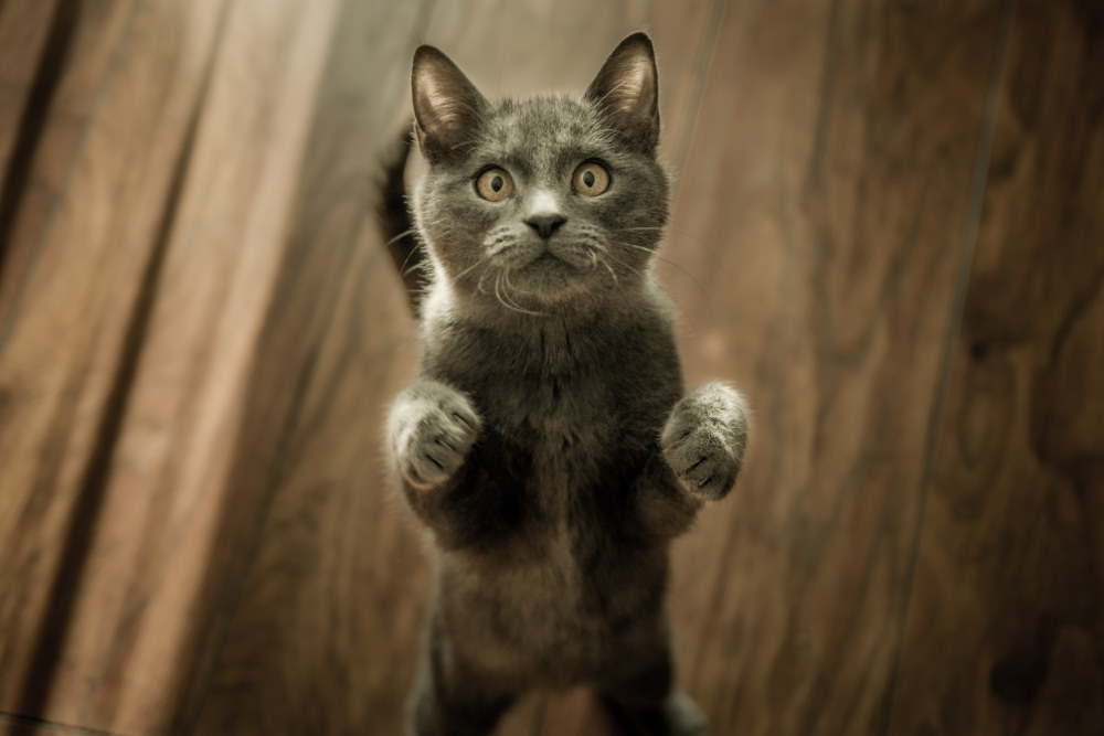 Curiozități Despre Pisici 7 Lucruri Inedite Pe Care Nu Le știai
