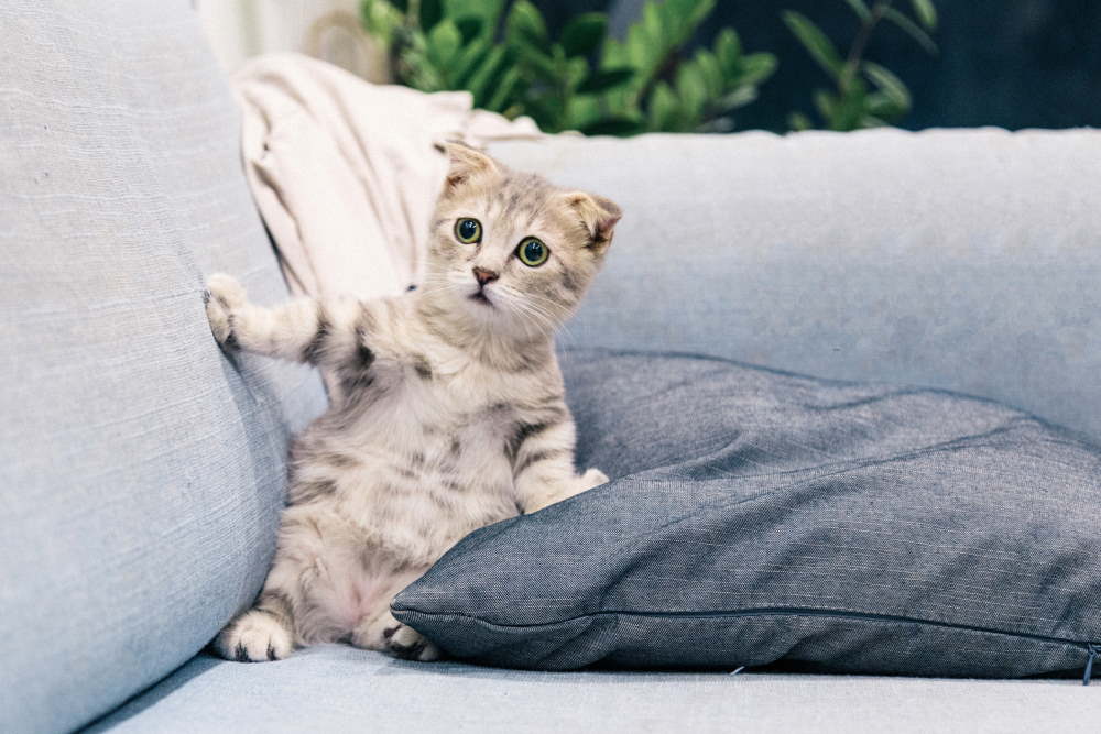 Pui de pisica de culoare gri care sta rezemat de o perna pe o canapea