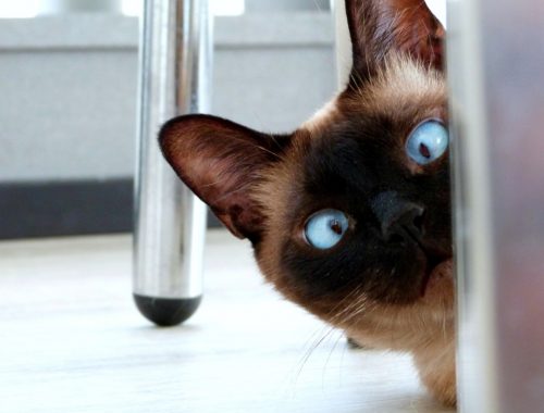Pisica birmaneza cu ochi albastri care se uita crucis, de dupa un dulap