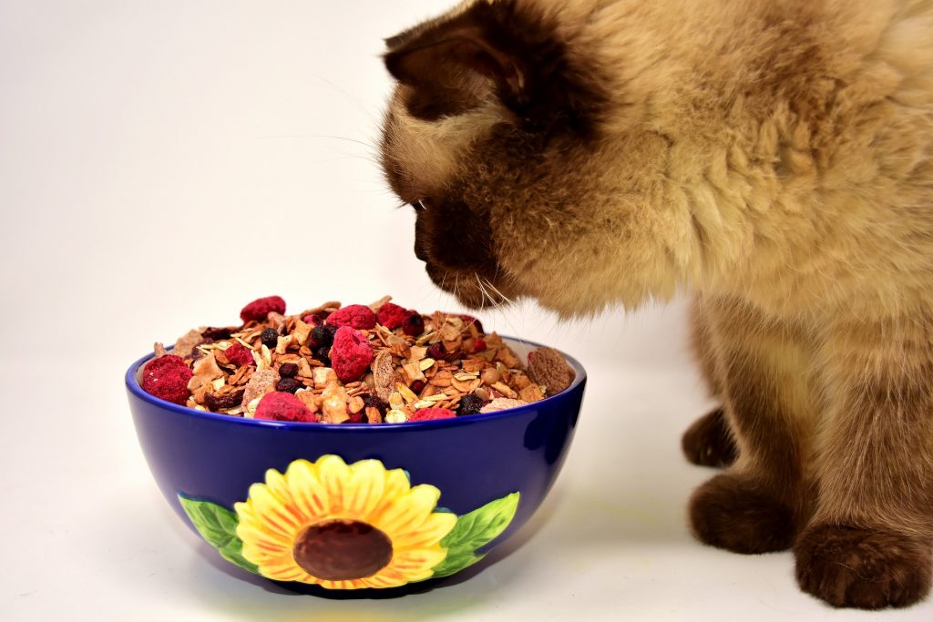 Pisica british shorthair din profil, adulmecand un castron cu cereale cu fructe