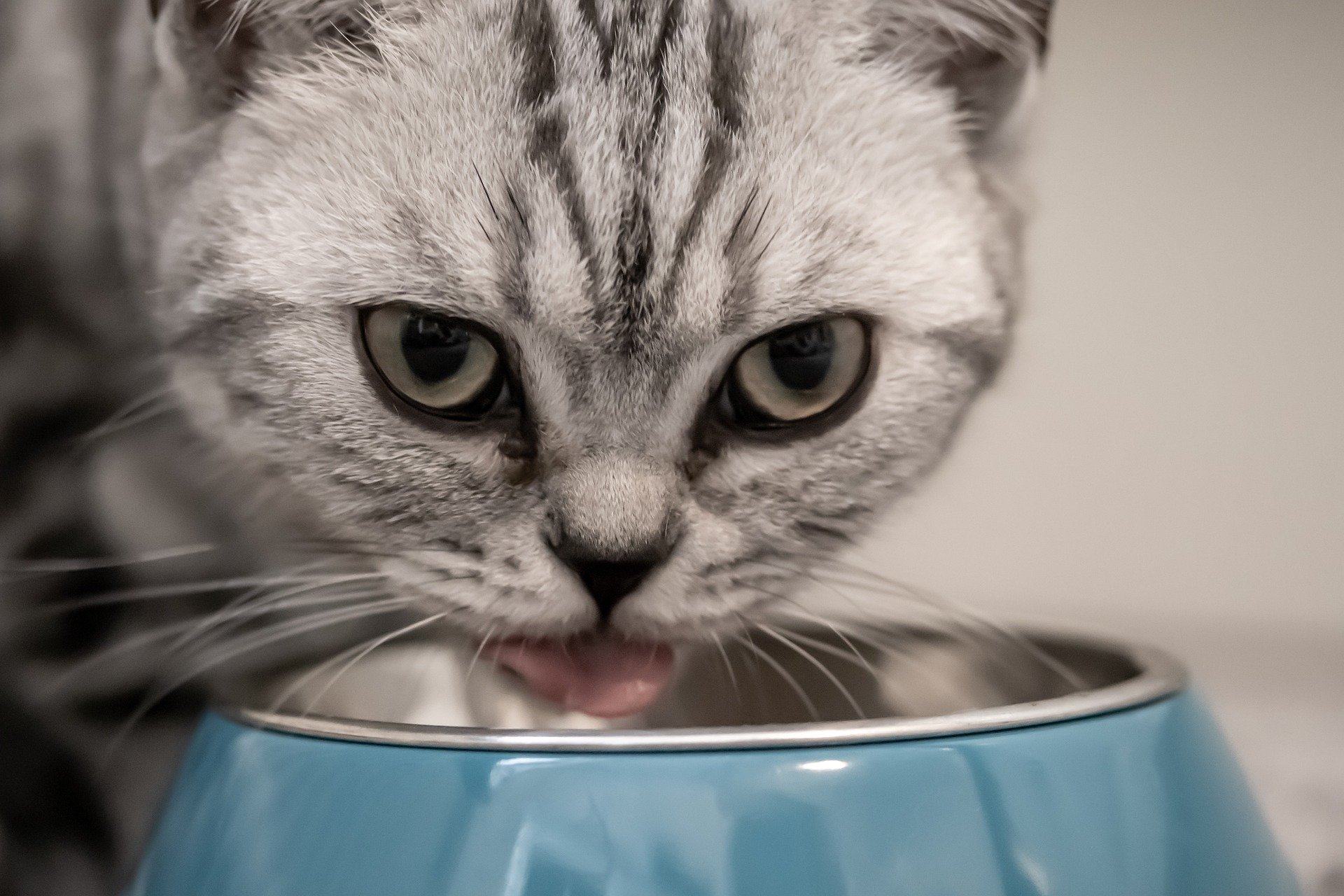 Suspect stereo fashion Ce mănâncă pisicile. Ghidul complet pentru alimentația pisicii tale - The  PetClub - Blog