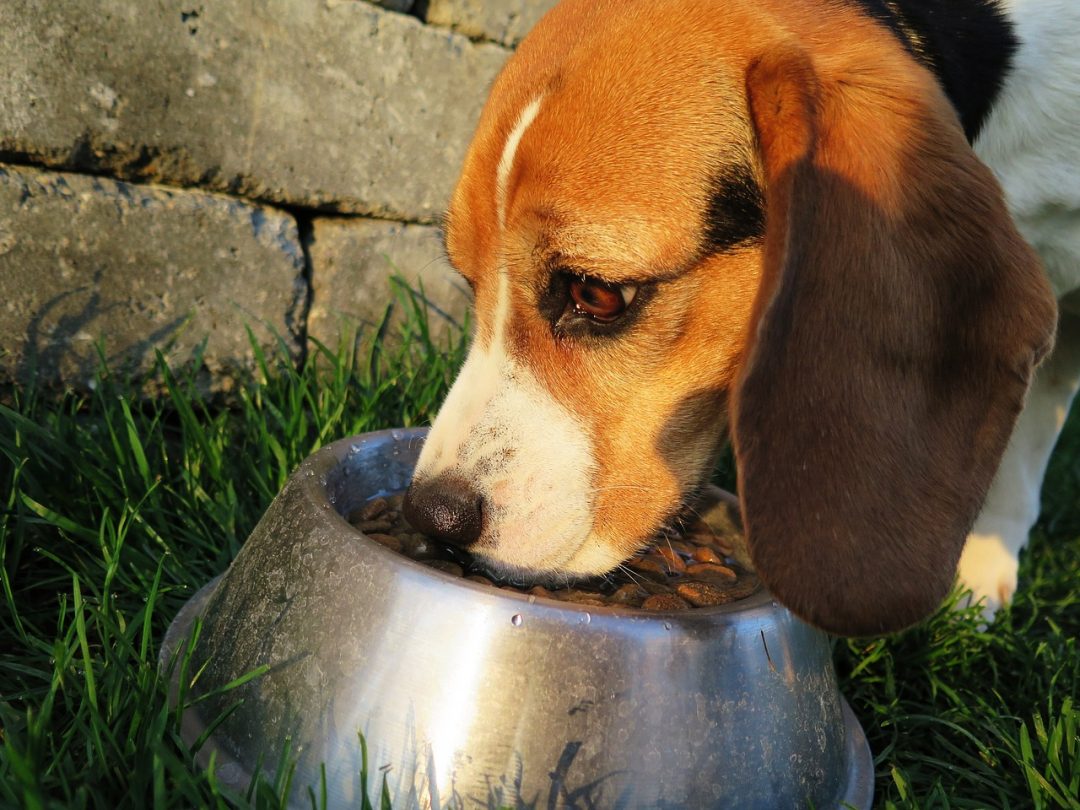 Caine Beagle care mananca din castron hrana pentru insuficienta renala