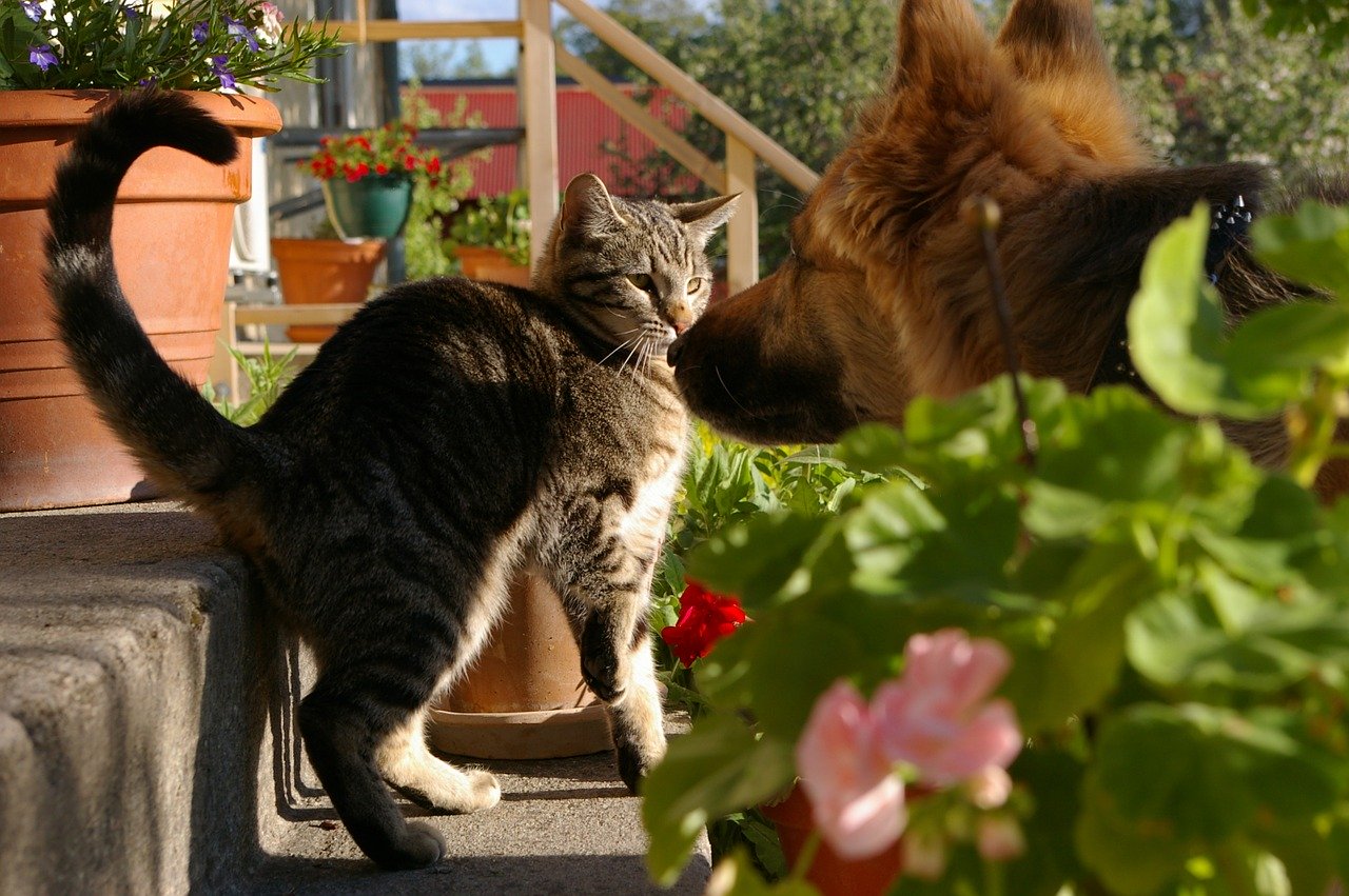 COVID-19 și animalele de companie. Măsuri de protecție: câinii și