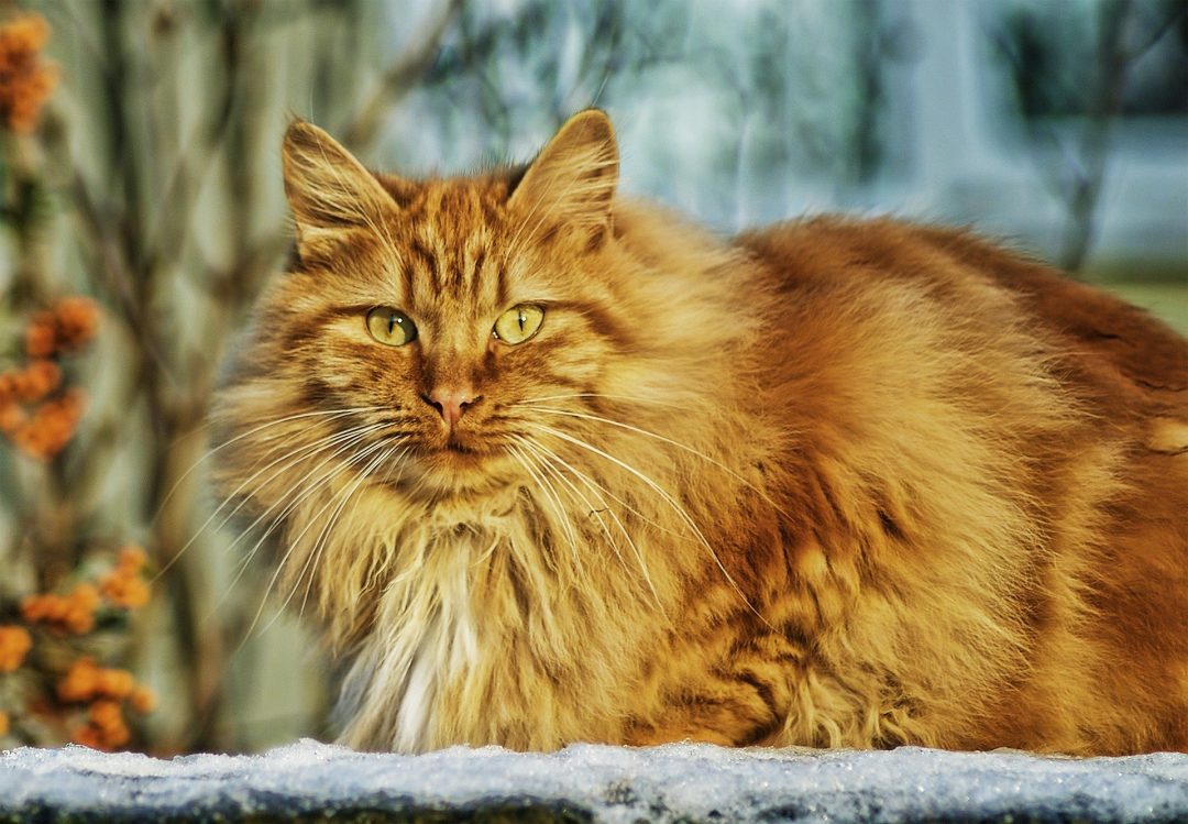 pisica roscata - taurina si rolul ei in dieta si ingrijirea pisicii