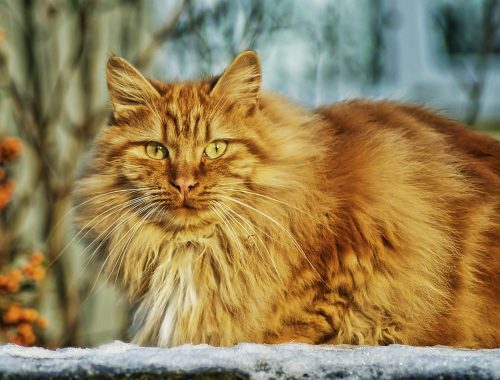 pisica roscata - taurina si rolul ei in dieta si ingrijirea pisicii