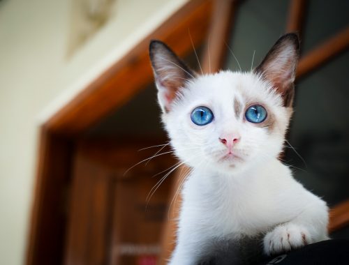 pisica alba cu ochi albastri intr o casa cu pereti albi si tocarie maro inchis