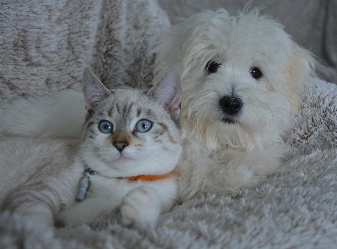 pisica alb cu gri si caine alb bichon pe un pat