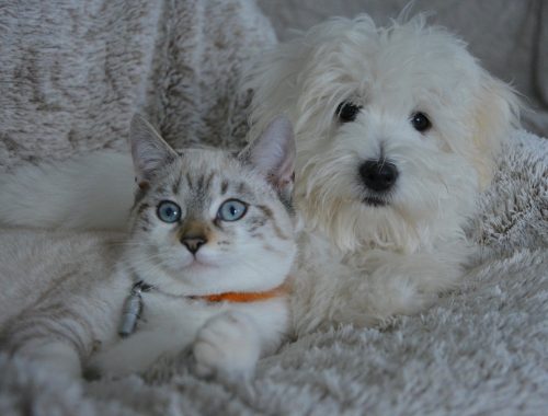 pisica alb cu gri si caine alb bichon pe un pat