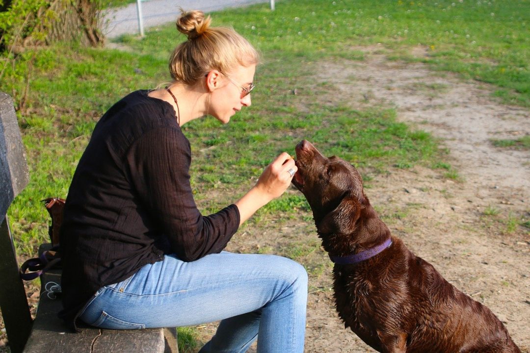 femeie de varsta mijlocie blonda oferind mancare unui caine de talie medie maro intr-un parc