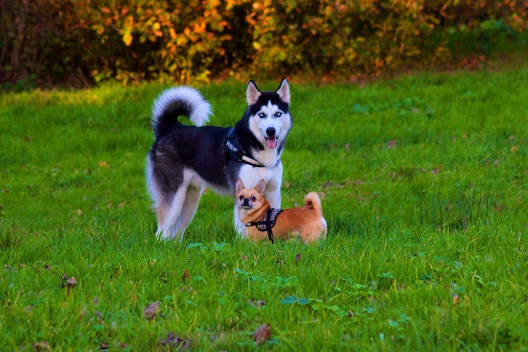 doi caini tineri, un husky si unul de talie mica maro, se joaca intr-un parc