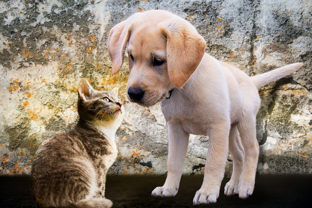 pui de labrador bej deschis se joaca cu un pui de pisica maro cu negru si alb in fata unui zid