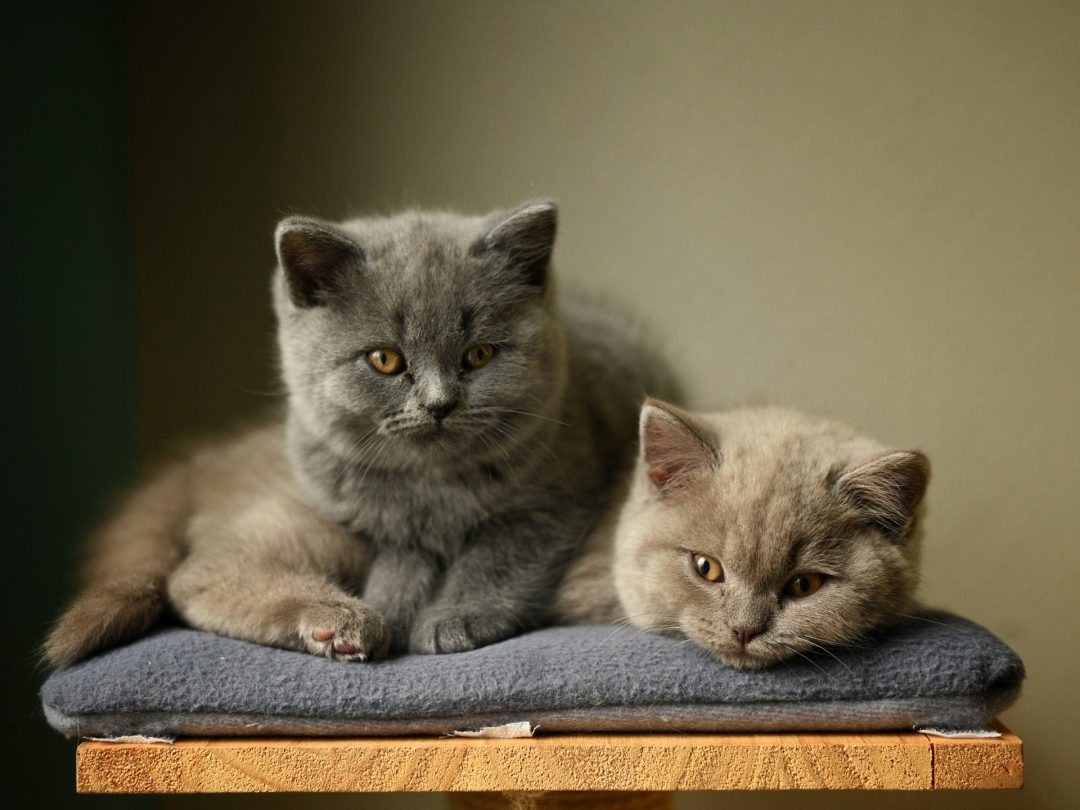 doua pisici pe un scaun cu patura gri