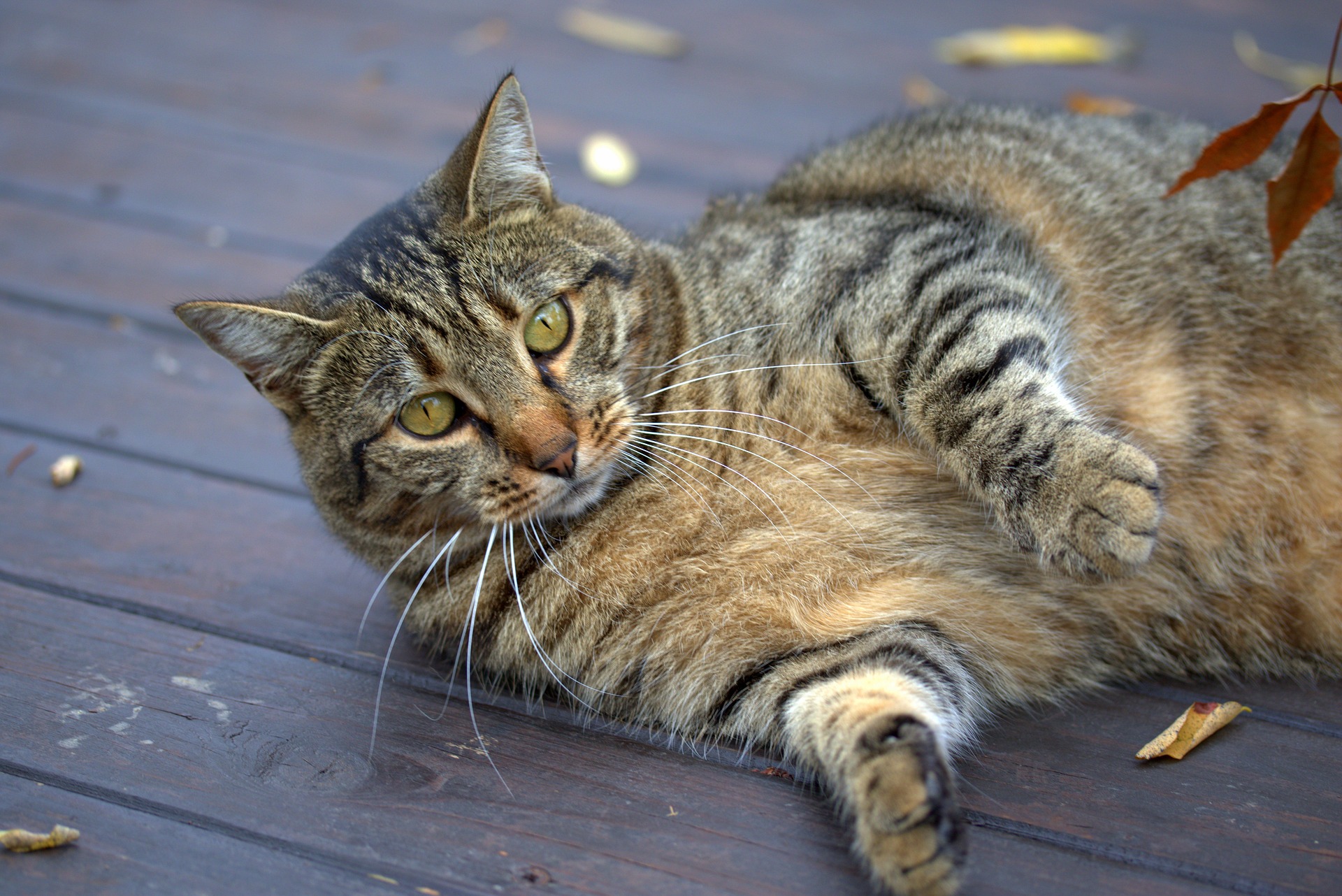 Am o pisică grasă: cum o pot ajuta să slăbească sănătos