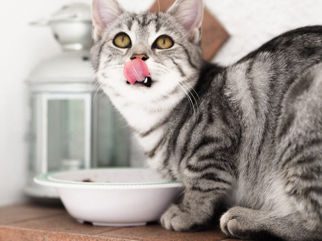 Cum alegi cea mai sănătoasă mâncare pentru pisica ta. Hills vs. 4T Veterinary Diet vs. Royal Canin