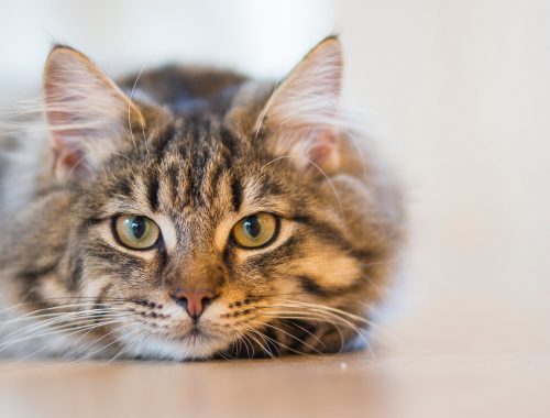 De ce strănută pisica și îi curg ochii? Posibile cauze și soluții
