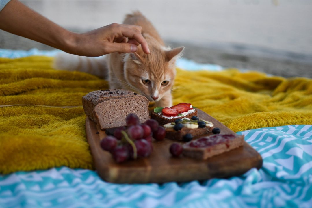 pisica alba cu maro care priveste lacom spre alimente care ii sunt interzise