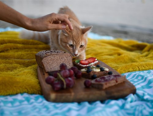 pisica alba cu maro care priveste lacom spre alimente care ii sunt interzise