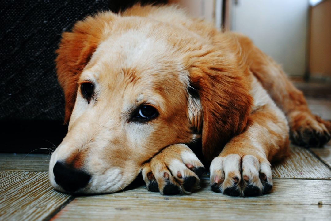 Stimularea poftei de mâncare la câini. Soluții practice pentru lipsa de apetit la patrupezi