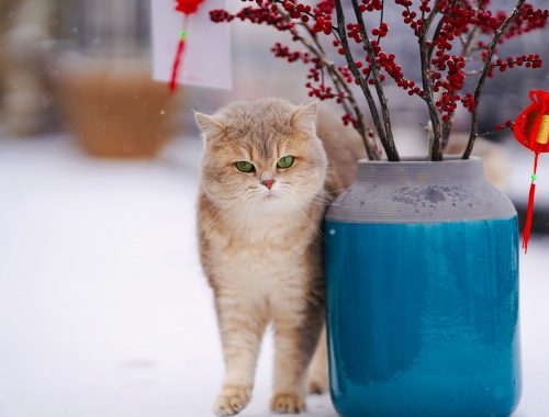 pisica maro cu alb langa un ghiveci de blori mare, albastru cu gri