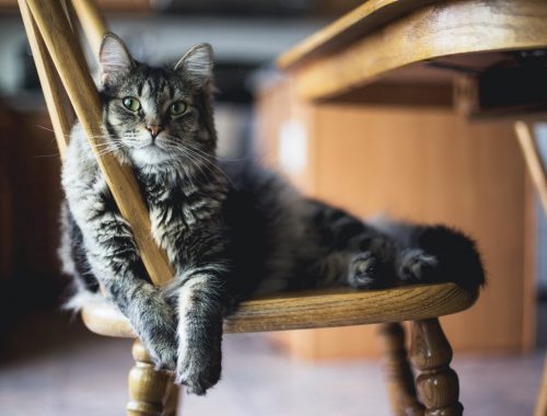 pisica metis gri cu negru si ochi verzi, tolanita pe un scaun maro