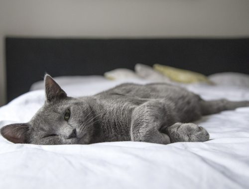 pisica gri pe un pat cu lenjerie alba
