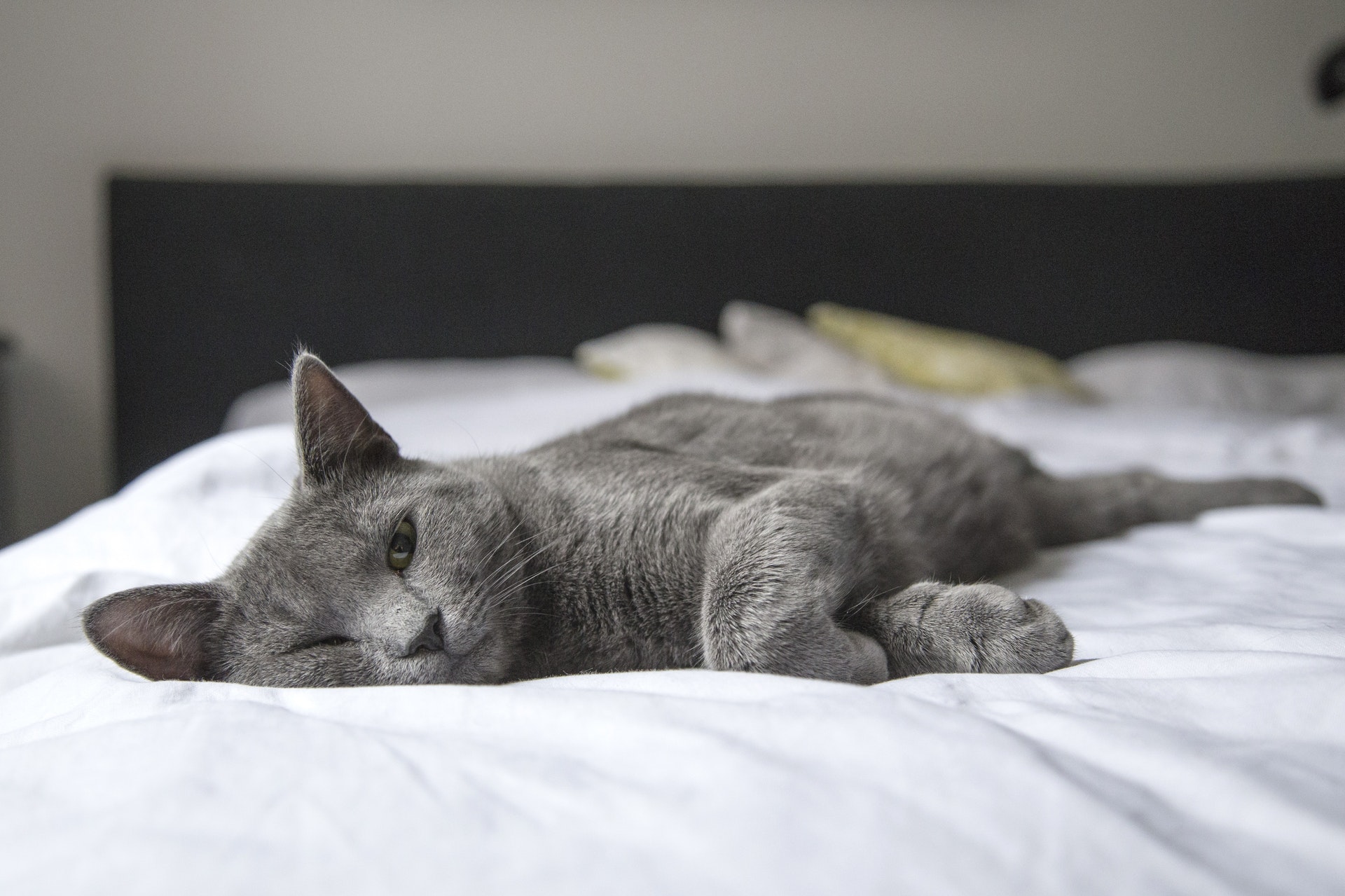 Boala muscaturii de pisica: simptome si tratament