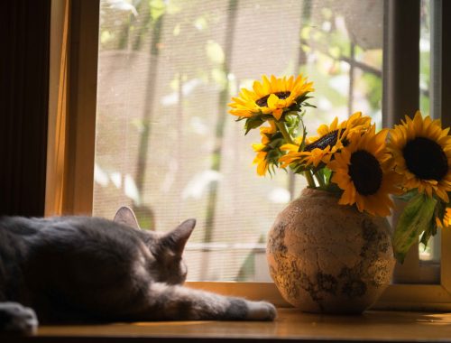 pisica langa o fereastra cu o vaza de flori langa