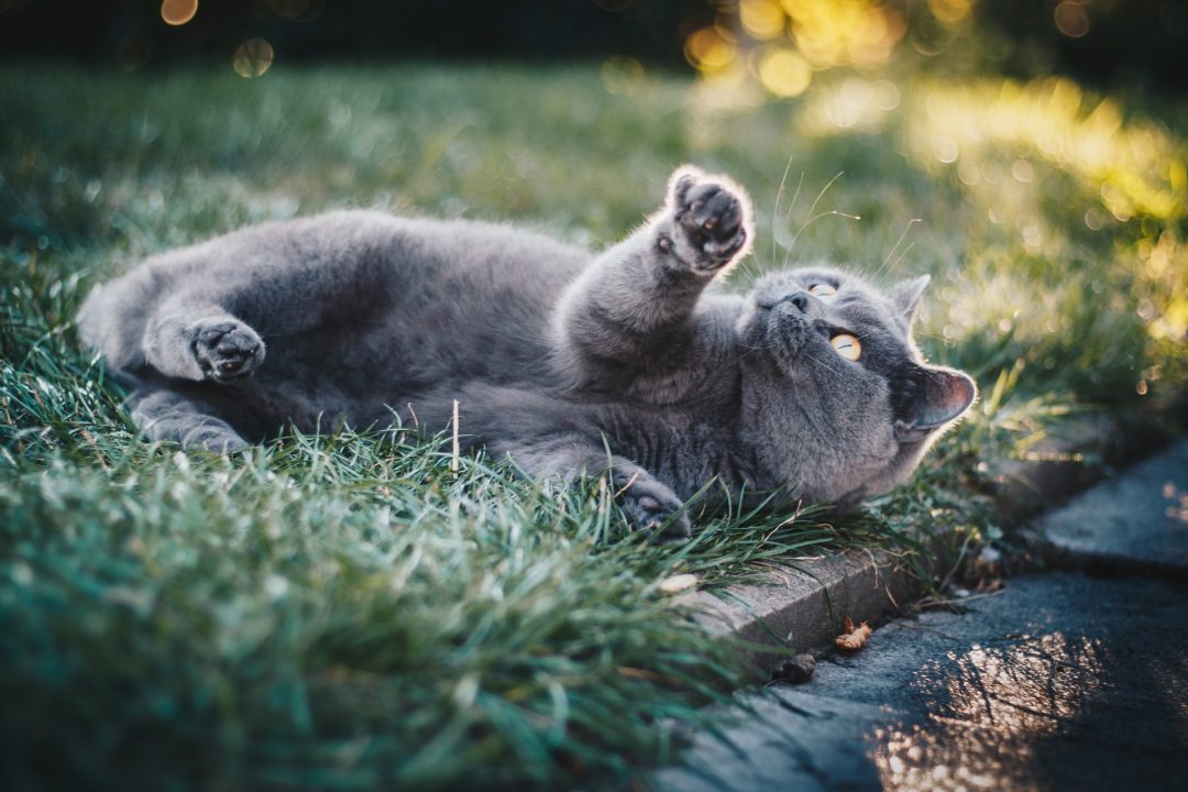 pui de pisica de culoare gri care se joaca in iarba