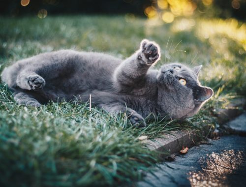 pui de pisica de culoare gri care se joaca in iarba