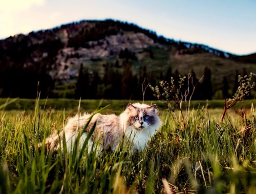 pisica alb cu maro si ochi albastri in iarba, langa un deal