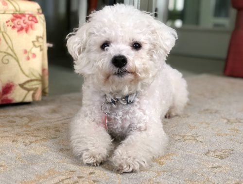 Bichon maltez alb