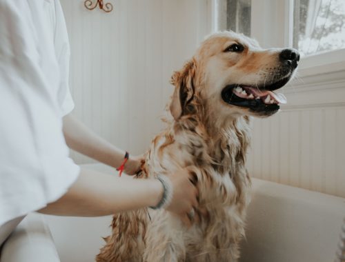 toaletarea unui caine golden retriever
