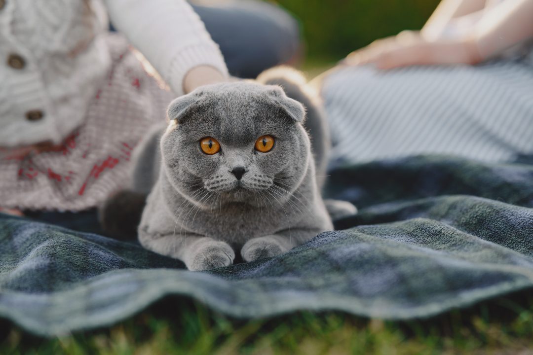 pisica gri cu ochi galbeni care sta pe iarba, pe o patura