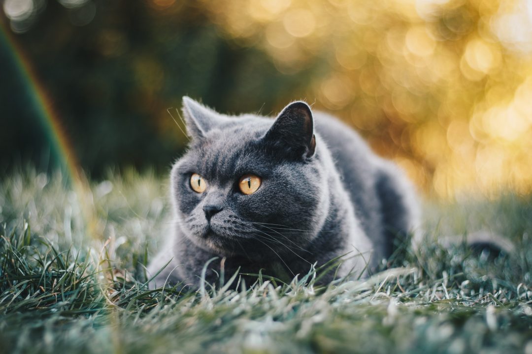 pisica british shorthair gri pe iarba